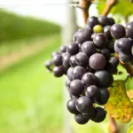Jak zrobić wino z winogron?